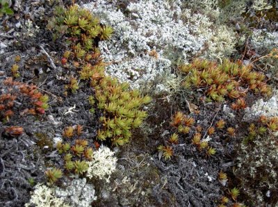 flore-faune-roches-329.jpg