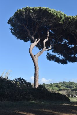 populonia3.jpg