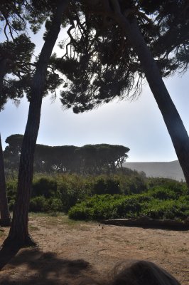 populonia4.jpg