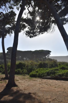 populonia5.jpg